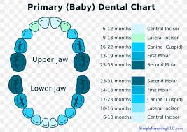 Deciduous Teeth Human Tooth Diagram Chart Png 905x640px