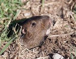 Wir zeigen wie man ratten erkennt, vertreibt, bekämpft und neuem befall vorbeugt. Sie Wollen Ratten Bekampfen Anleitung Zur Rattenbekampfung