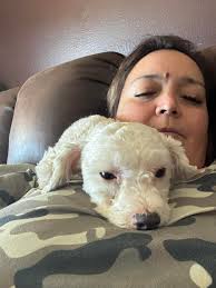 Female dog just gave birth in Springfield area