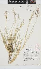 Image result for Tricholaena