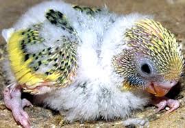 Check spelling or type a new query. Wow Lovebird X Parkit Anaknya Jadinya Apa Ya Kabar Burung Hari Ini