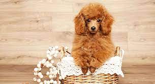The price range varies significantly and is highly dependent upon the breeder and the parents which they breed from. Miniature Poodle Dog Breed Information Center The Mini Poodle Guide