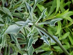 Image result for Senecio sp.no.1