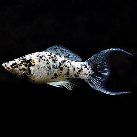 Lyretail Dalmation Molly (3-4 CM) - Universal Aquatics | Tropical and Pond Fish, Aquariums, Ponds, Water Plants, Stoke on Trent, Fenton, Staffordshire