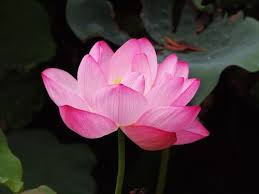 Lotus Meaning Lotus Flower Symbolism The Beautiful Lotus Flower