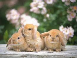 Résultat de recherche d'images pour "lapin"