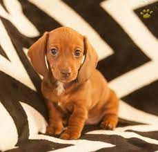 In medieval books on hunting dogs, dachshund was applied to those dogs that were similar in their tracking and trailing ability, and which possessed the inasmuch as the dachshund is a hunting dog, scars from honorable wounds shall not be considered a fault, nor shall they be penalized by judges. Frank Dachshund Puppy For Sale In Mifflinburg Pa Dachshund Puppies For Sale Lancaster Puppies Puppies For Sale
