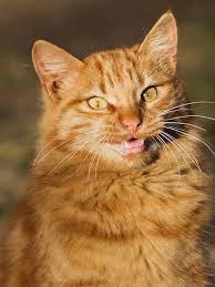 9 Pics Cute Street Yellow Long Haired Cat Catloverjes Long Haired Cats Cats Orange Cats