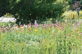 A voice for the natural landscaping movement. Working toward the next four  decades of growing native plants and restoring natura