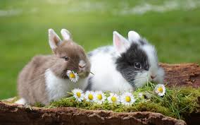 Un fond d'écran animé pour les passionnés de géographie ou d'astronomie. Fonds D Ecran Animaux De Ferme Gratuits