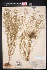 Image result for Schkuhria pinnata