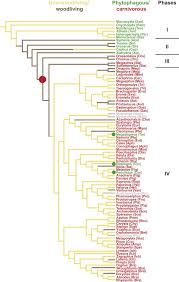 Image result for Cyperus breviradius