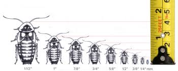 organic dubia roaches dubia roach depot