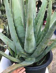 Image result for Aloe barendii