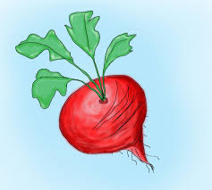 Drawing Of A Radish In Ps Steemit Radish free vector we have about (34 files) free vector in ai, eps, cdr, svg vector illustration graphic art design format. drawing of a radish in ps steemit