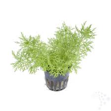 Image result for Limnophila fluviatilis