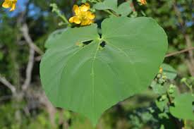 Image result for Abutilon angulatum