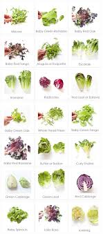 Leafy Greens For Your Edible Garden Types Of Lettuce Food Charts Cooking Guide