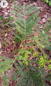 Image result for Rytigynia sp. F