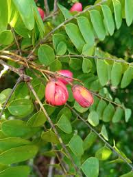 Image result for Rourea orientalis