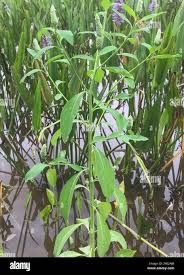 Image result for Sphenoclea zeylanica