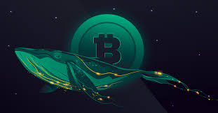 Live price charts and trading for top cryptocurrencies like bitcoin (btc) and ethereum (eth) on bitstamp, coinbase pro, bitfinex, and more. Bitcoin Whales Is It Possible To Get Such Title Wisdom