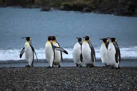 The first european who was lucky to see the penguins with his own eyes was the great spanish sailor fernan magellan (the one who made the first trip around the world in history). How Long Do Penguins Live Facts And Species
