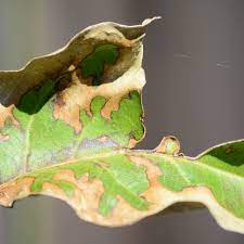 All crepe myrtles bloom on new wood and should be pruned in winter or early spring. Crepe Myrtle Leaves Turning Brown Thriftyfun