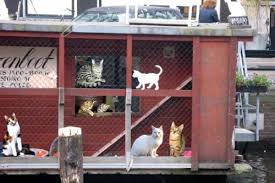 13 Purrfect Vacays For Crazy Cat Ladies Crazy Cats Crazy Cat Lady Cat Sanctuary