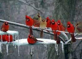 Funny Cardinals Beautiful Birds Red Birds Birds