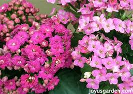 Kalanchoe Care As A Houseplant In The Garden