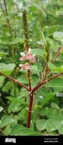 Image result for Indigofera hirsuta
