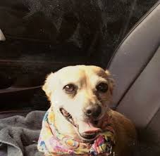 Saying goodbye is one of the hardest things a pet owner can do. Pet Loss At Home Home Euthanasia Vets San Antonio Yahoo Local Search Results