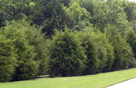 Several species of cedar trees can be used for hedges, but the most common is thuja occidentalis, commonly known as american arborvitae, eastern arborvitae, eastern white cedar or northern white. Neil Sperry Eastern Red Cedar As A Hedge Starting Plants Indoors Persimmons Rock Rose