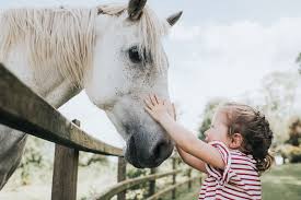 free printable horse activities worksheets for all ages lovetoknow