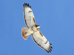 127 species are included on this web page. Red Tailed Hawk Identification All About Birds Cornell Lab Of Ornithology