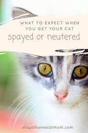 What To Expect When You Get Your Cat Spayed Or Neutered Cat Neutering Cat Care Pet Clinic