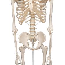 The femur, or thighbone, is the longest and largest bone in the human body. Human Skeleton Model Stan 3b Smart Anatomy 1020171 3b Scientific A10 Human Skeleton Models Full Size Quality Skeleton Teaching Models