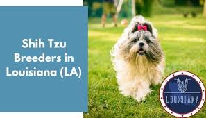 Shih tzu puppies ckc registered, vet checked, health certificate, shots and wormed. 13 Shih Tzu Breeders In Louisiana La Shih Tzu Puppies For Sale Animalfate
