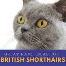 As far as personality goes, the british shorthair is one cool cat. 20 Great Names For Your British Shorthair Cat From Literature Mythology And Folklore Pethelpful