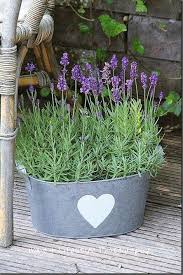 Pin Von Daisy Juarez Auf Levanduľa Lavendel Pflanzen Lavendelgarten Lavendel