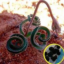 Image result for Dipcadi rigidifolium