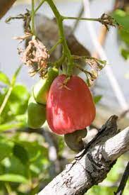 Is A Cashew A Legume Simply Explained Lovetoknow