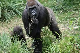 Image result for Aframomum mala