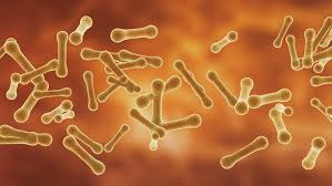 Image result for Corynebacterium