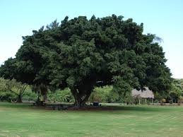 Image result for Moraceae