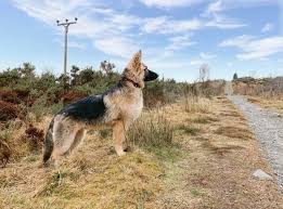 How much are german shepherd puppies? How Much Exercise Does A German Shepherd Need Pitpat