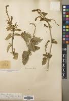 Image result for Tragia rupestris