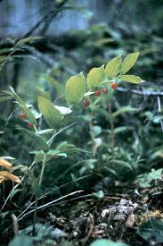 Image result for Jasminum streptopus