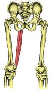 printable flashcard on anatomy of muscles free flash cards excellent kinesiology resource muscle yoga aqa science flashcards